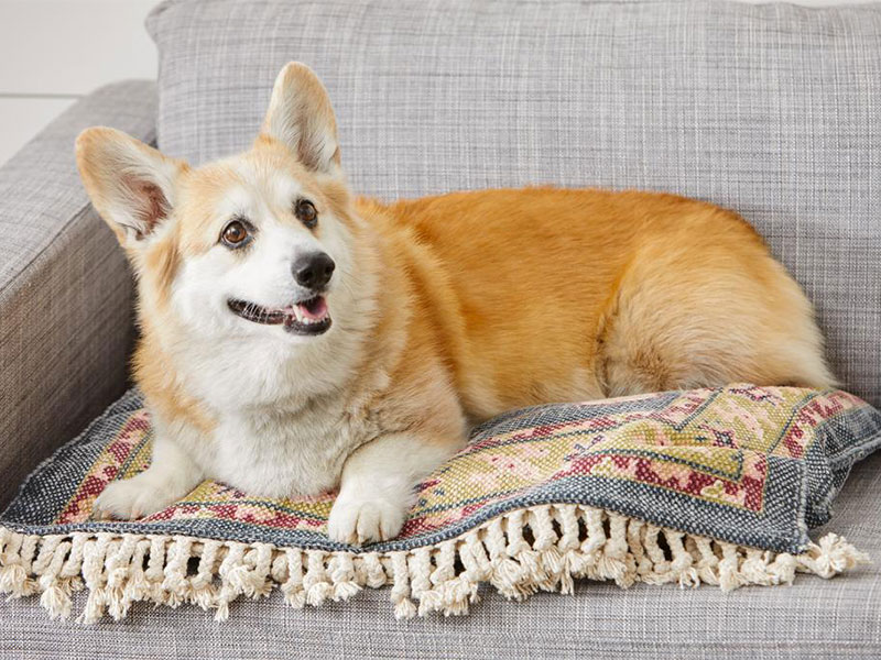 Лежанка для собаки из старого ковра